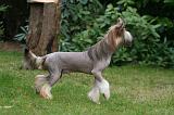 CHIEN NU CHINOIS 210